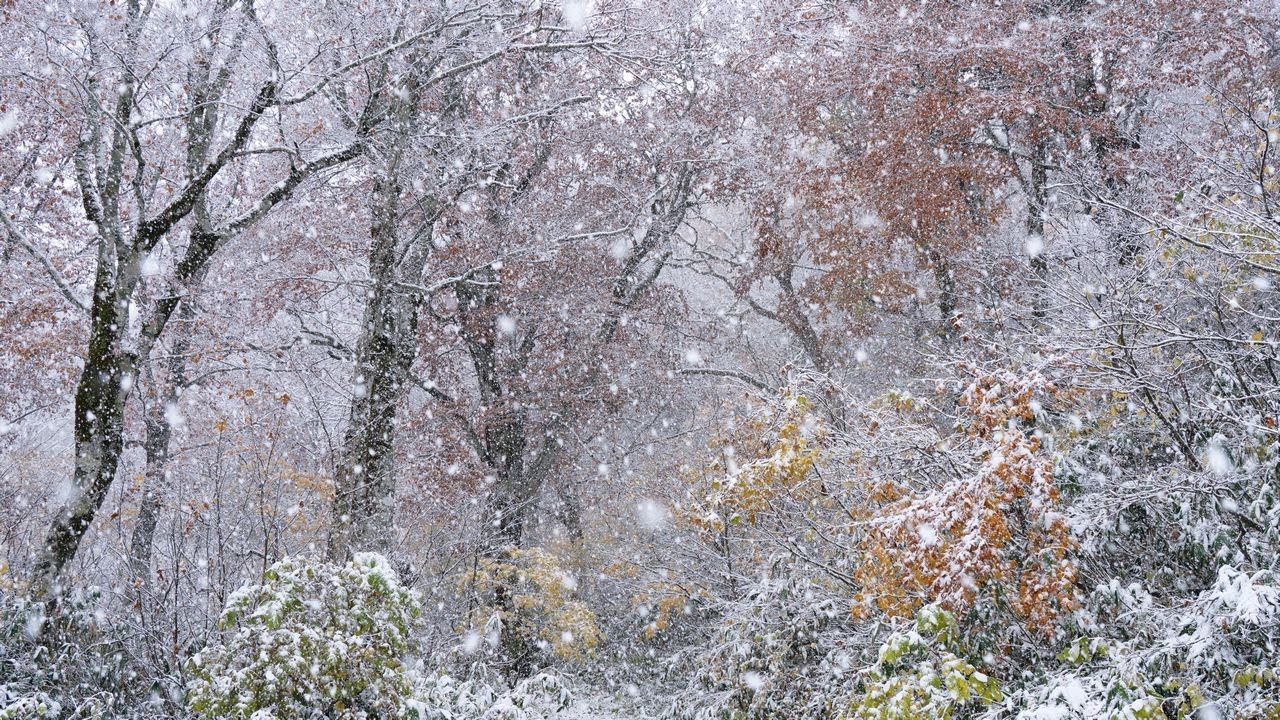 Colors of Late Fall , Covered in Snow    晩秋の色、雪に覆われる