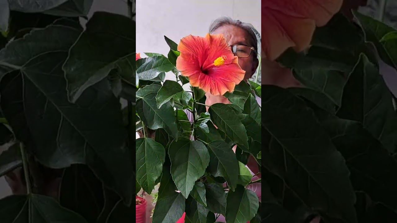 Poda tus plantas para mantenerlas peque&ntilde;as #hibisco