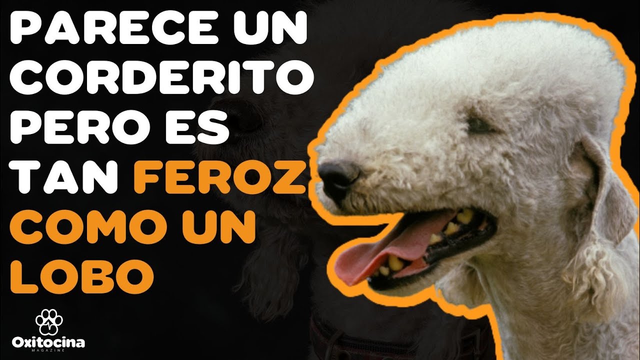 BEDLINTONG TERRIER: 9 COSAS que debes SABER