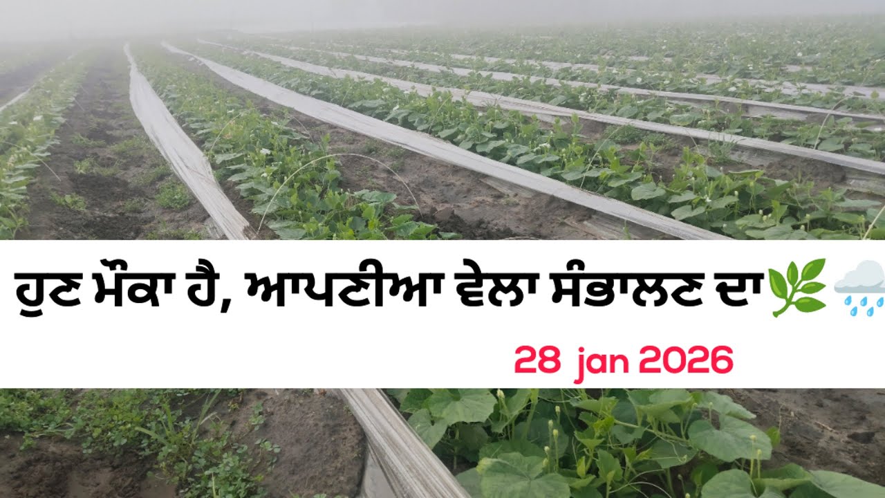 (ਵੇਲਾ ਦੀ ਸਾਂਭ ਸੰਭਾਲ ਕਰਨ ਦਾ ਮੌਕਾ ਹੈ) ਕਿਸਾਨਾ ਲਈ weather  update 🌧️🌿