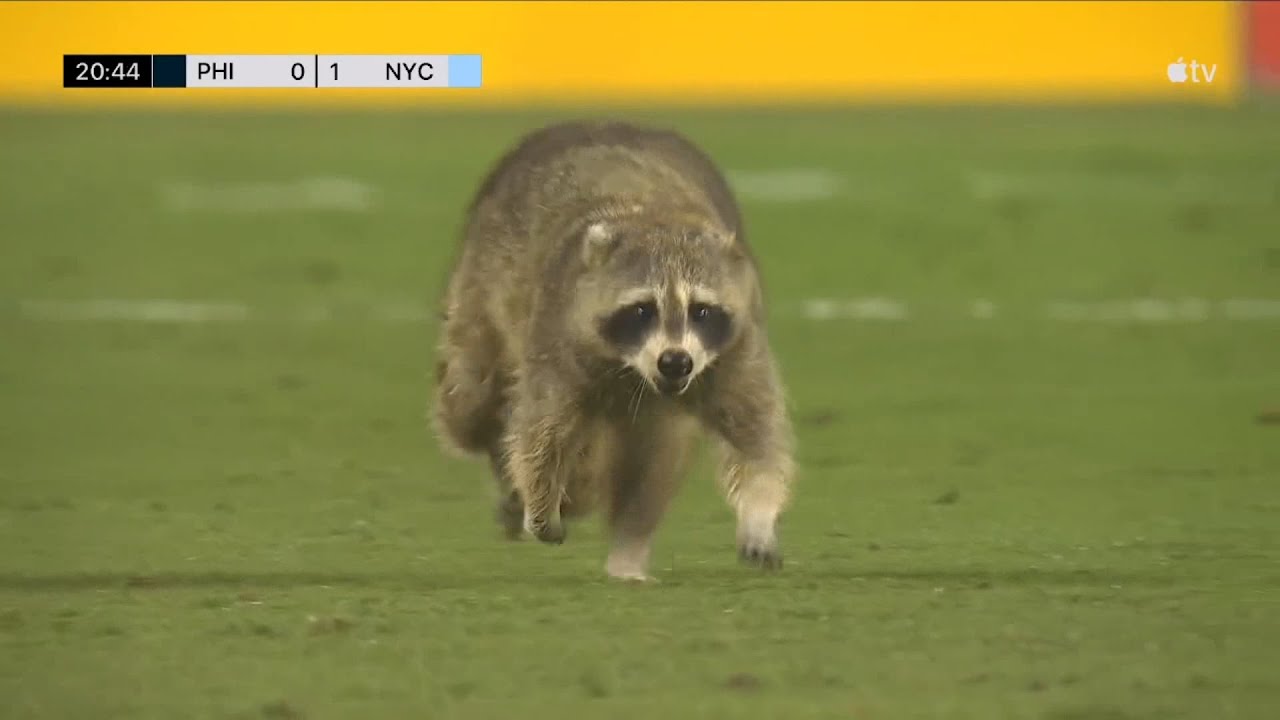 Raccoon Stops Play In Philadelphia Union vs NYCFC Match!