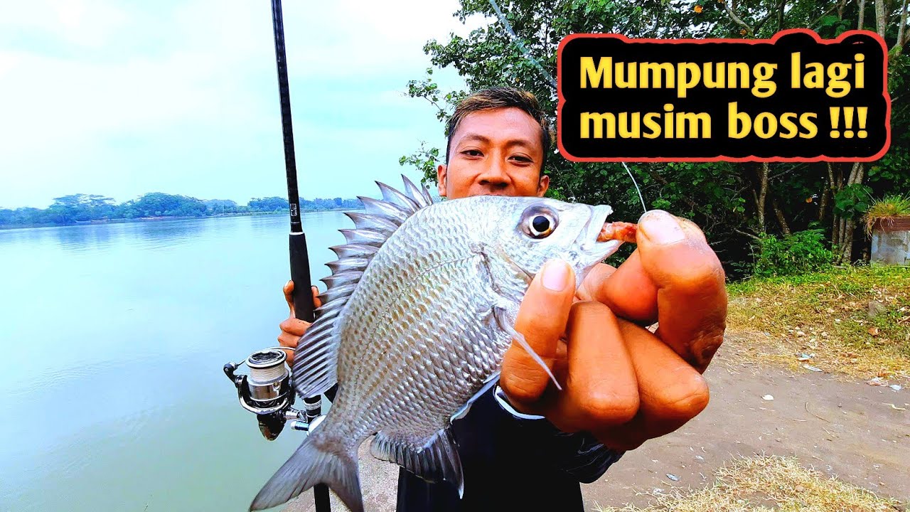 Mancing bekukon sungai serayu adipala