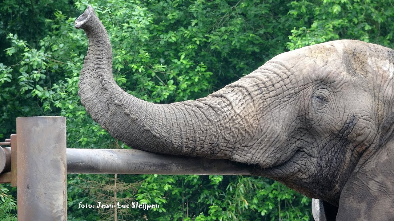 Elephant bull Yoga tries to locate the scent of the women in Ouwehands Dierenpark