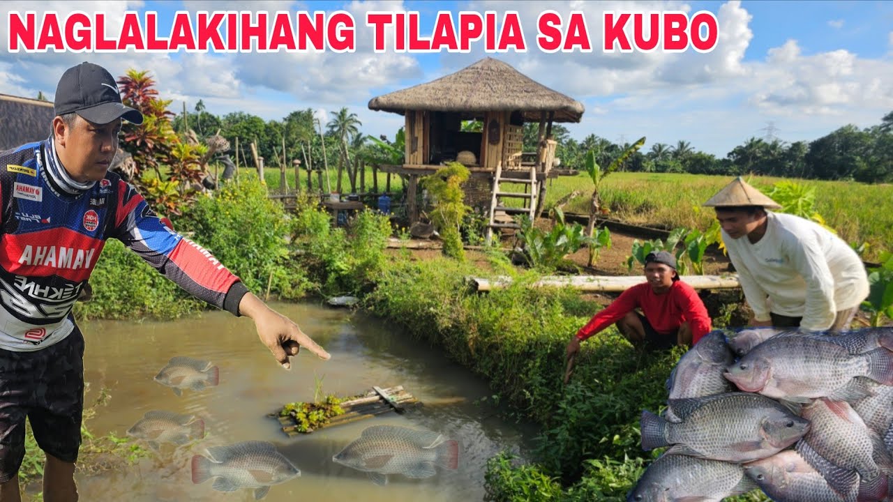 Bayanihan Paglilinis kubo ni Pinsan Naglalakihang mga Tilapia sa Palaisdaan ni pinsan 