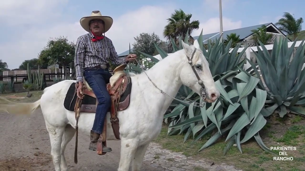 USO DE LA CUARTA, EL FUETE Y LA VARA #martinloza #parientesdelrancho #caballos