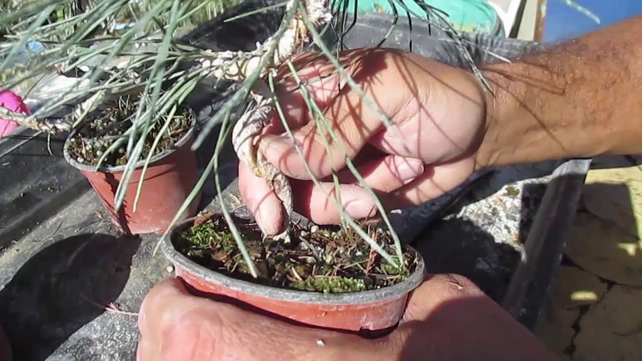 CÓMO HACER UN BONSÁI DESDE CERO CON PINOS (Pinus thunbergii)