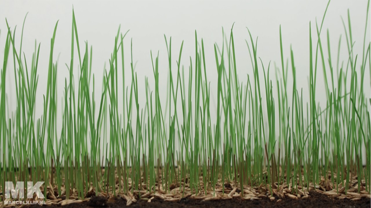Timelapse - Germination and growing grass seeds (Grass)