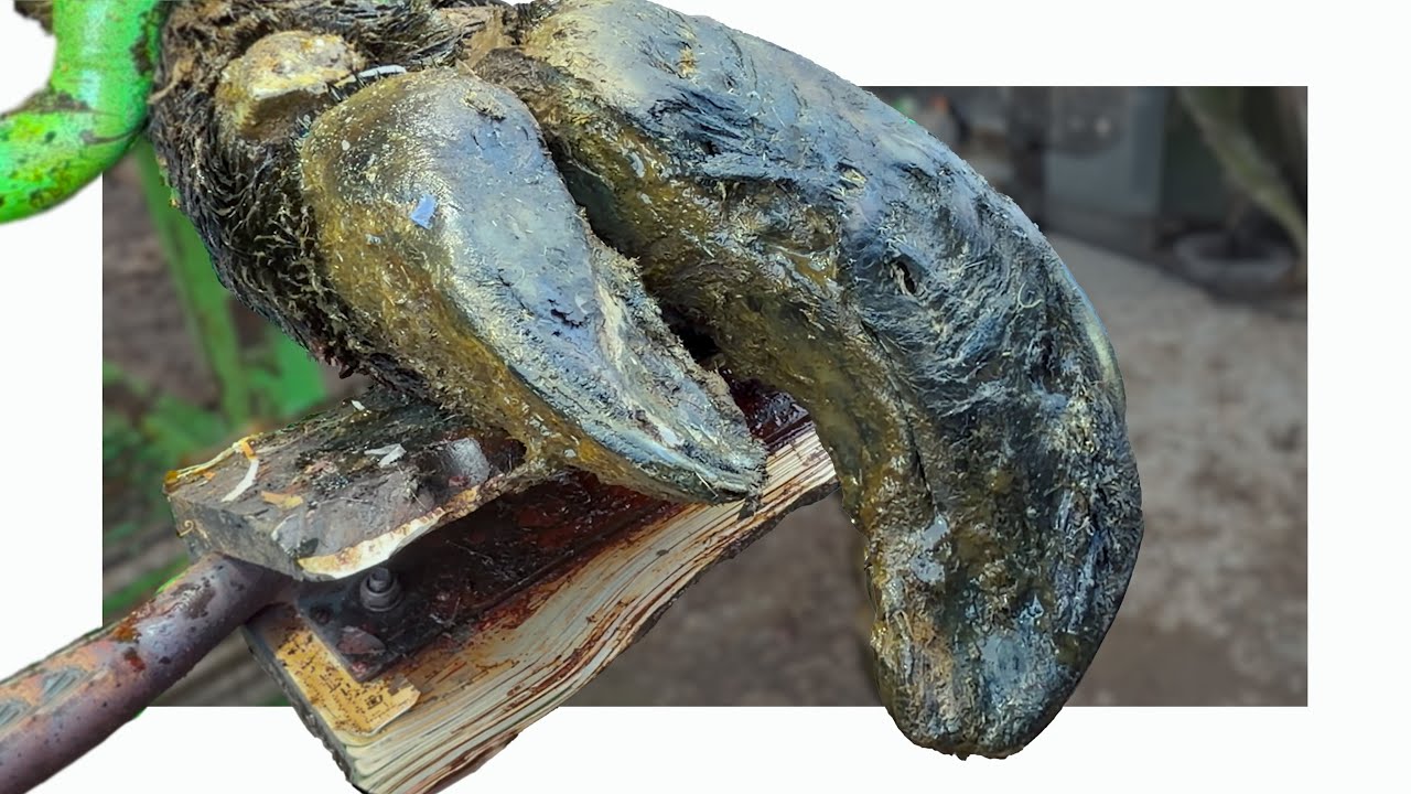 Копыта коровы были настолько заросшими, что ей было трудно ходить