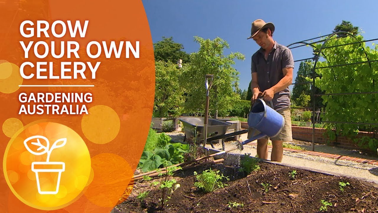How to grow your own celery