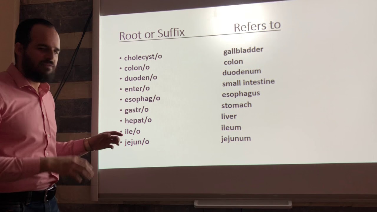 Terminology, the digestive system