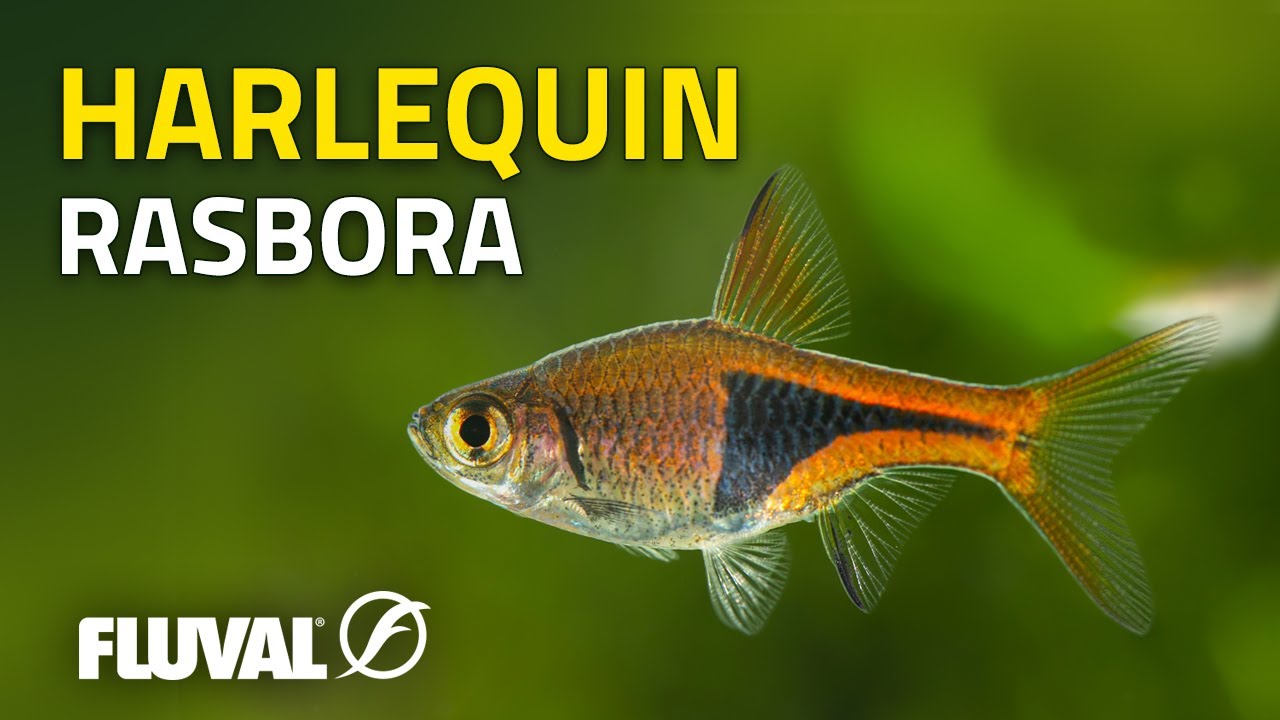 Species Spotlight | Harlequin Rasbora