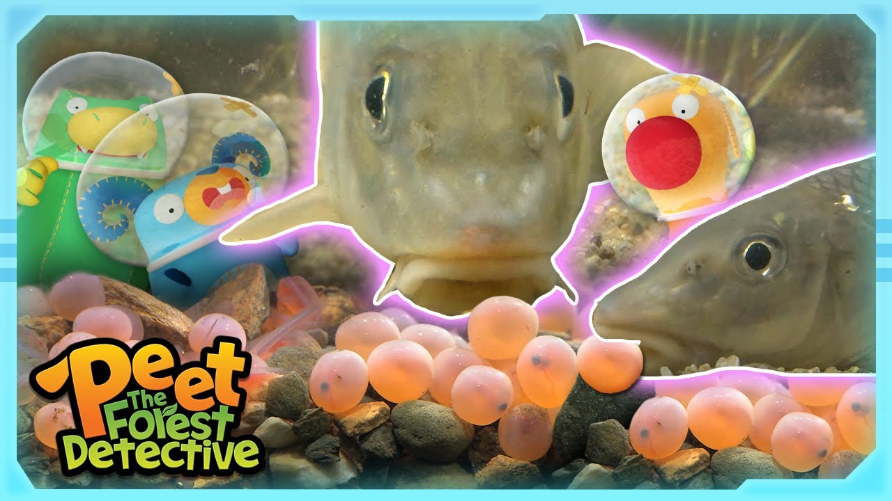 Salmon Egg Heist Investigation! | Full Episode | Cartoons for Kids | Peet The Forest Detective