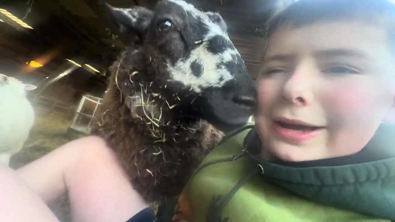 Me and farmer mark fed my sheep 