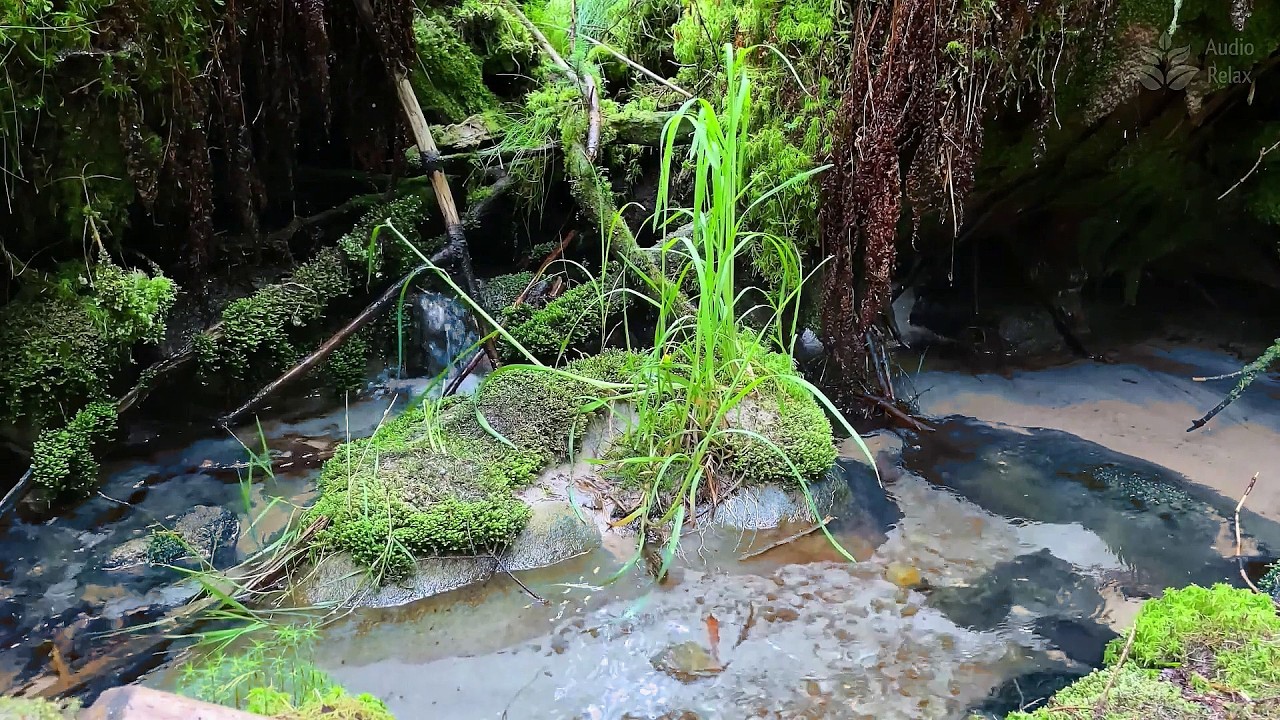Gentle Woodland Brook | 10 Hours of Relaxing Water Sounds to Quiet the Mind