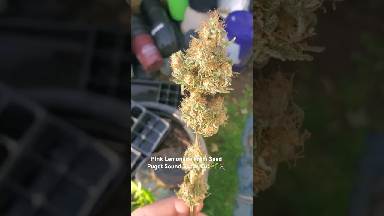 Pink Lemonade Strain