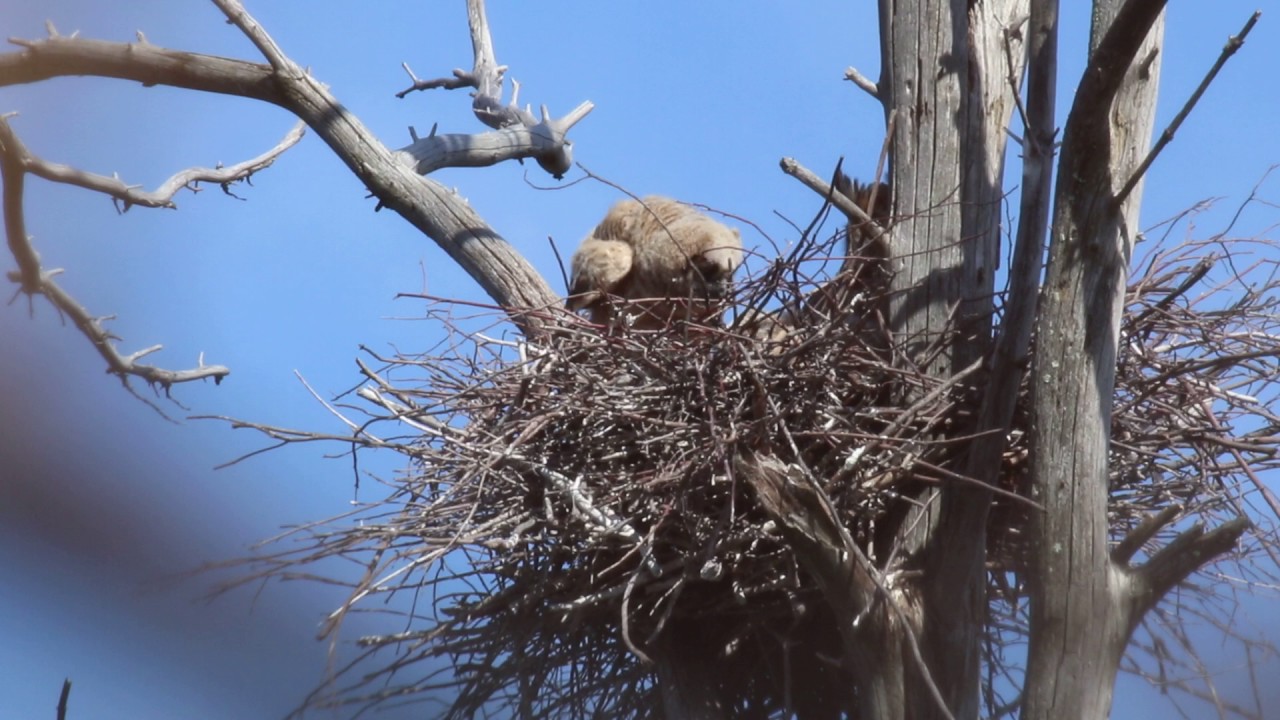 Curious owlet stretching its wings