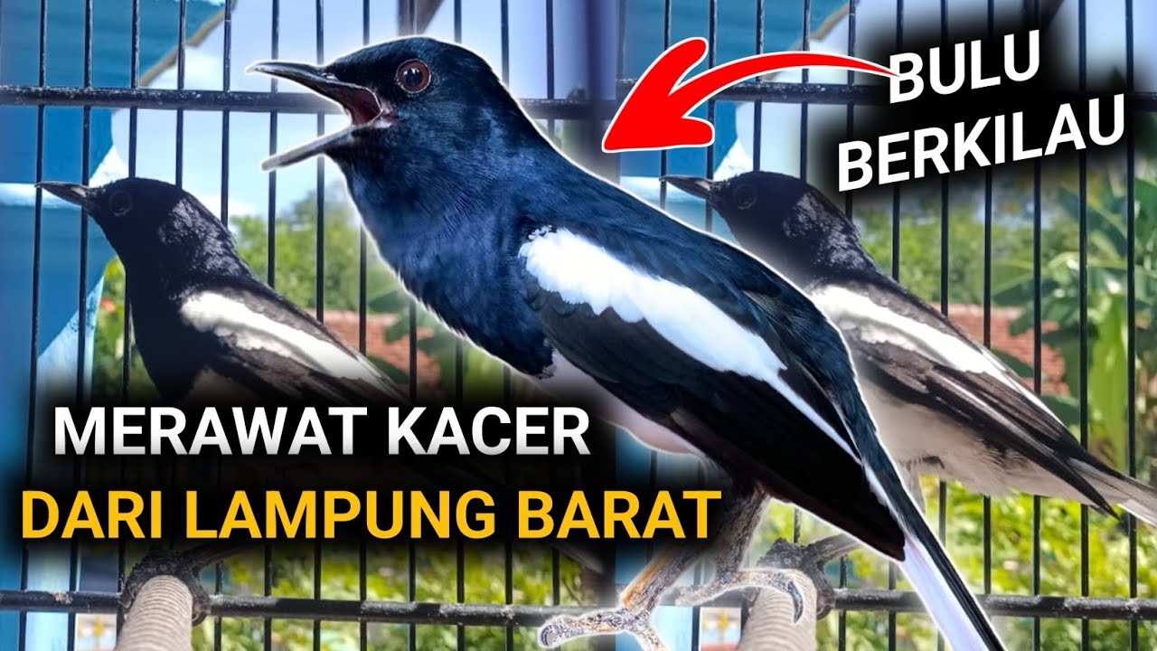 BULU BERKILAU MERAWAT KACER DARI LAMPUNG FOKUS DULU DISINI