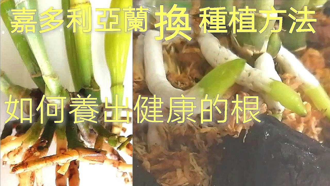 嘉多利亞蘭花後處理 空心水苔球種植 如何養出健康漂亮的根19/8/2020