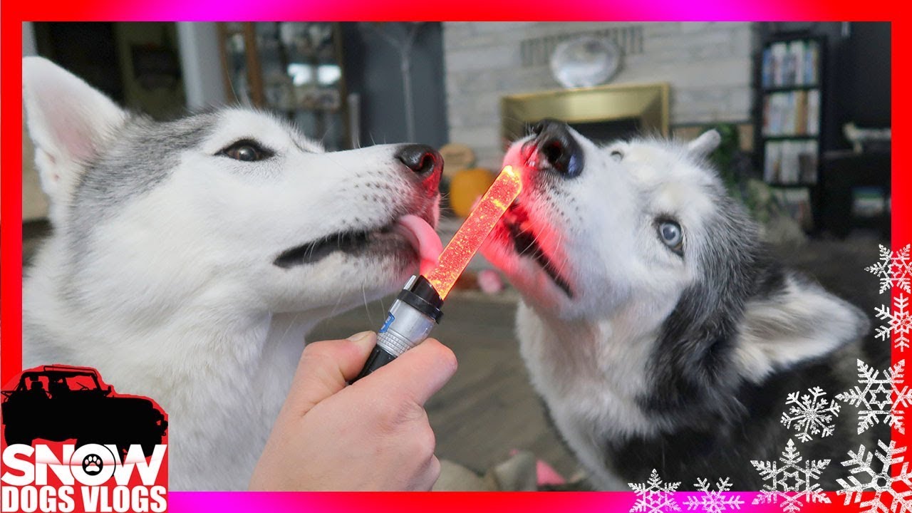 DOGS EAT CANDY | And the Scary Doll