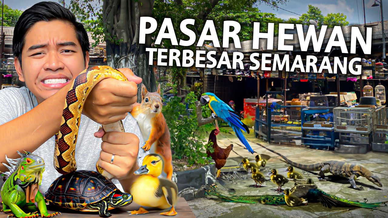 SIDAK PASAR HEWAN TERBESAR SEMARANG KARTINI 2024!