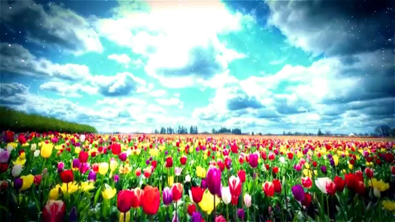 Cita en el jardín de las rosas HD
