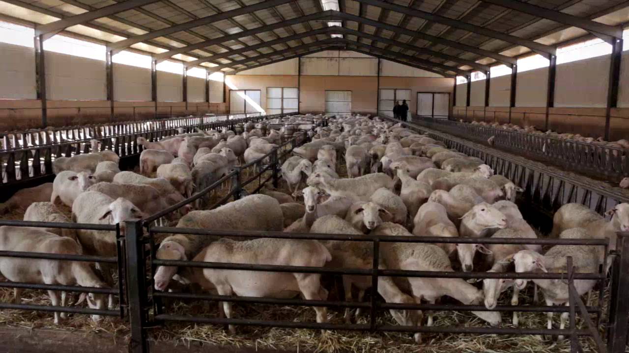 Proyecto Empresarial. Consorcio Promoción del Ovino