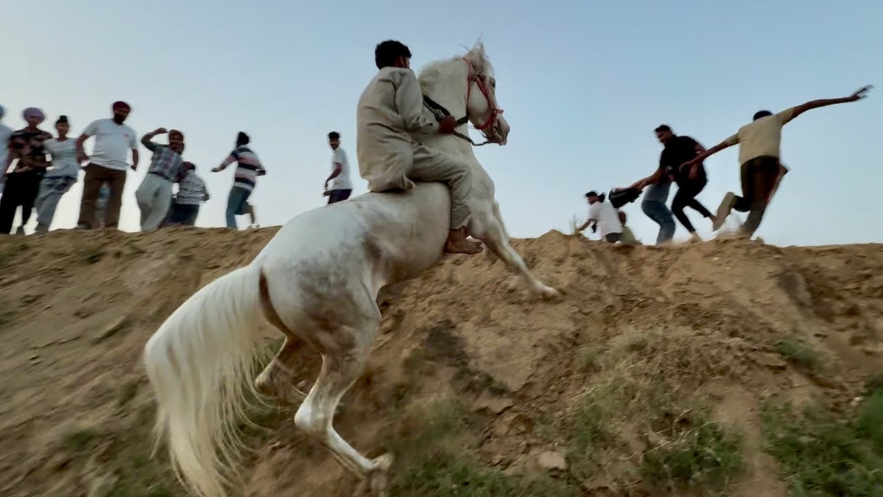 📍Barouli (SAS Nagar)  Horse Racing - Bareback  1st June 2025🏇🏇@marwarihorselovers