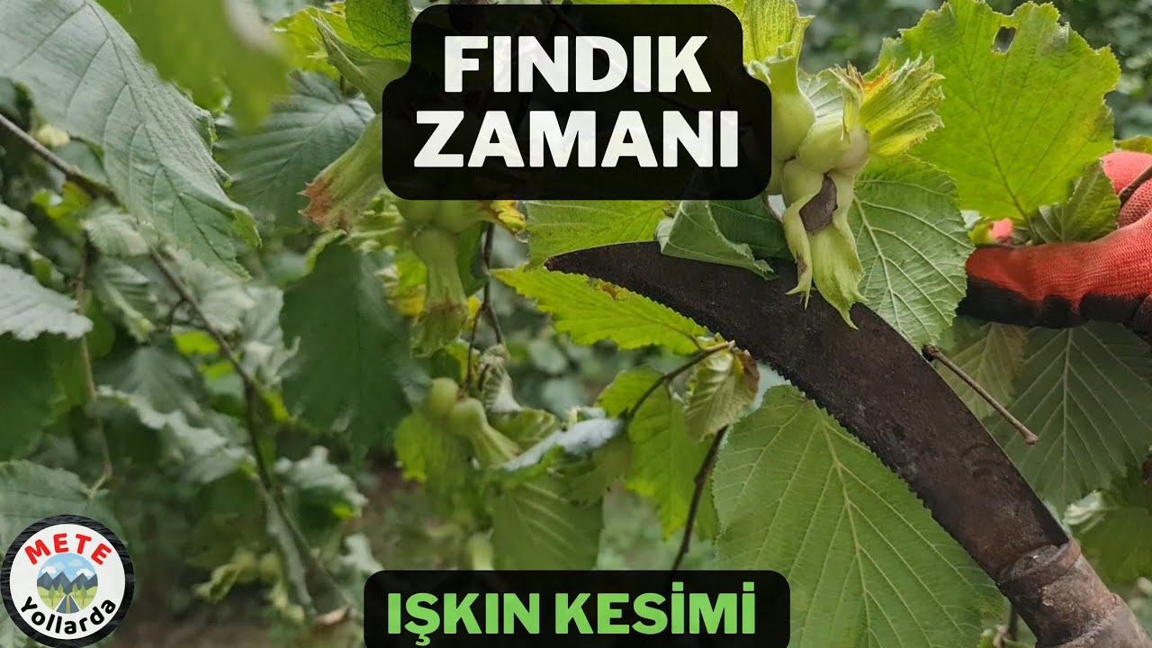 Fındık Bahçesinde Temizlik. 🌰 Kök sürgün (Işkın) Kesme. Fındık 54 TL. 💰