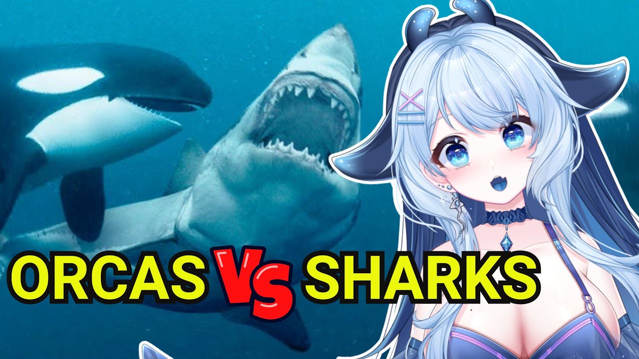 Orcas are TERRIFYING!! | itsreibubbles Reacts to Casual Geographic
