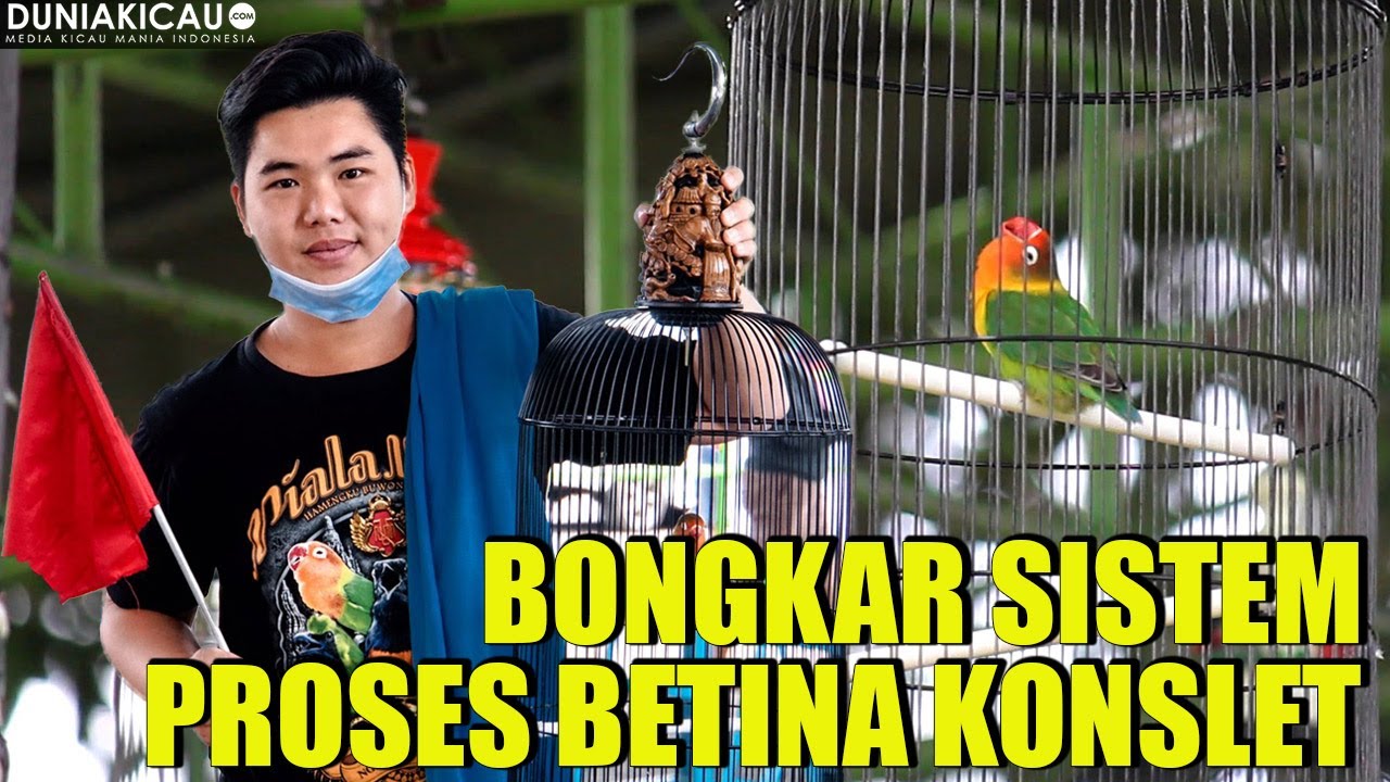 BONGKAR SISTEM PROSES BETINA KONSLET bersama MAS SARWONO