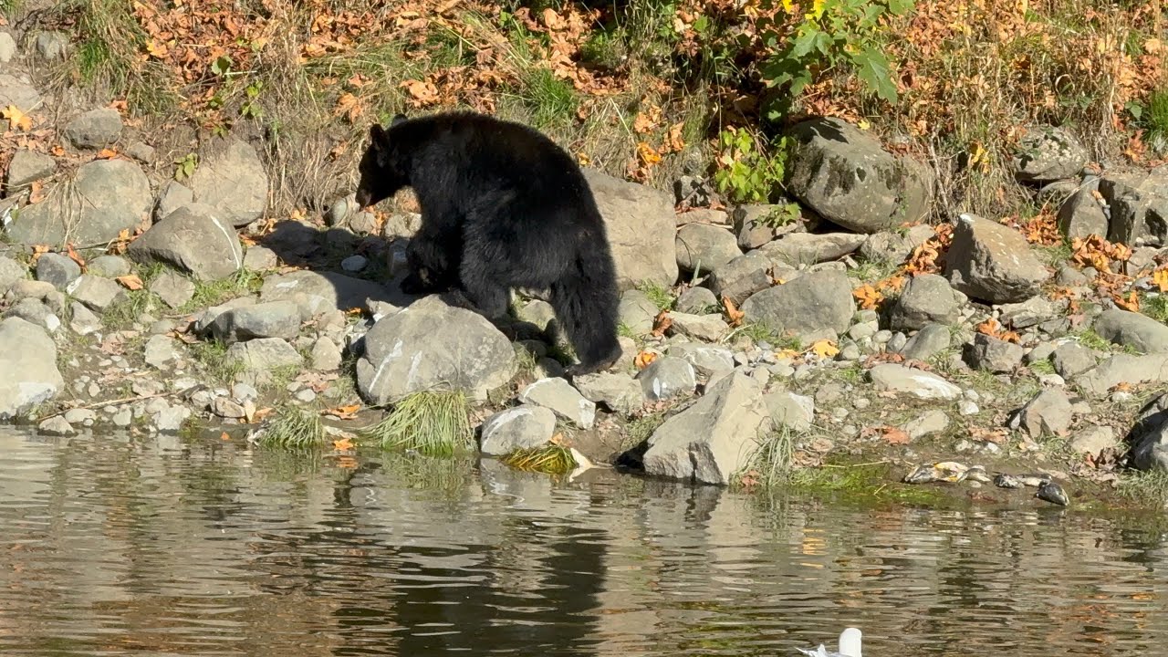 Bear Watching