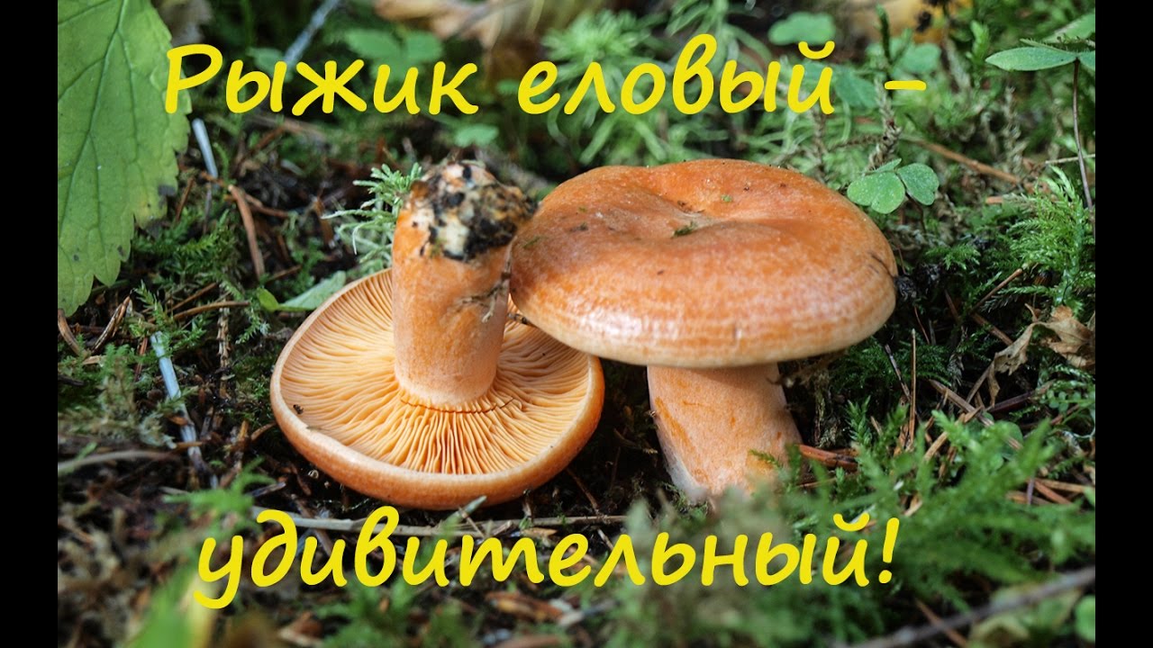 Рыжик еловый - удивительный!