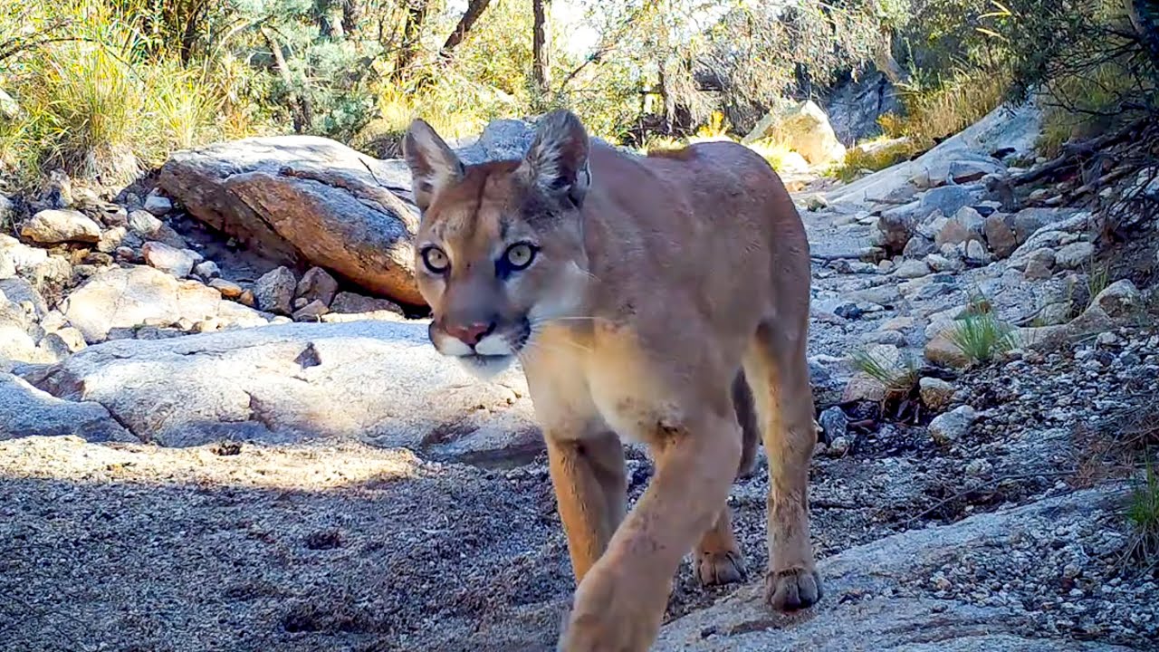 Trail Camera Setup and Pickup: A Spring Among the Pines (My First Video of a Mountain Lion Hunting!)