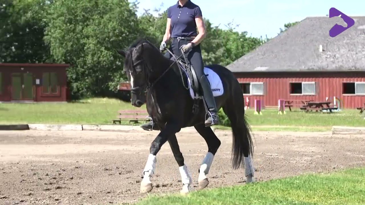 Tr&aelig;ningsplan - l&aelig;r hesten at lade sig regulere /Training program for the youngster - answer the aids