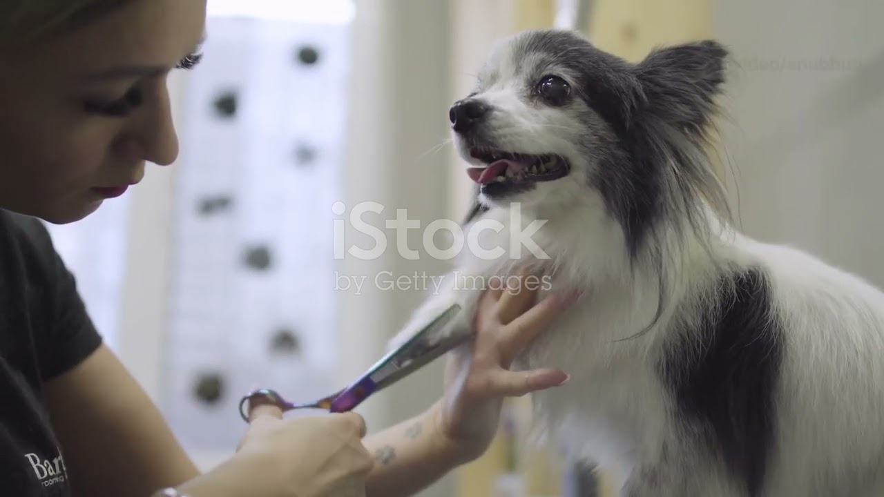 Watch Fur Vanish in 2 Minutes #FurFreeHome #DogWellness #DogHygienic #DogCareTips #PetCareTips