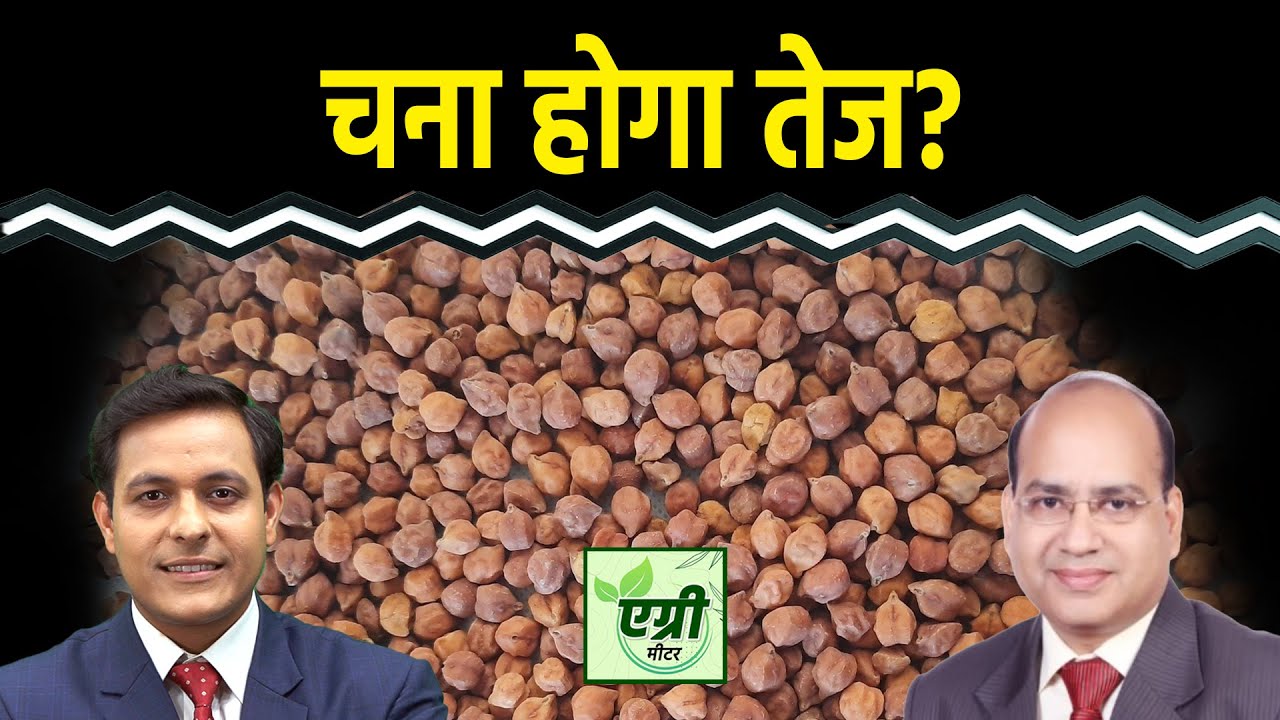 Commodity Market : राजस्थान में क्या है चने की बुआई के ताजा आंकड़े? Trading | NCDEX | Agri Commodity