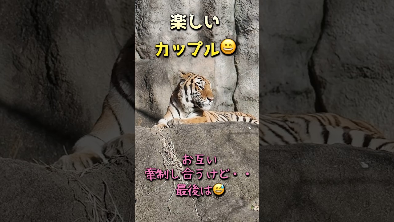 牽制し合って・最後は😁【ローラとソーン】 #浜松市動物園 #のんほいパーク #アムールトラ #ソーン #ローラ #同居