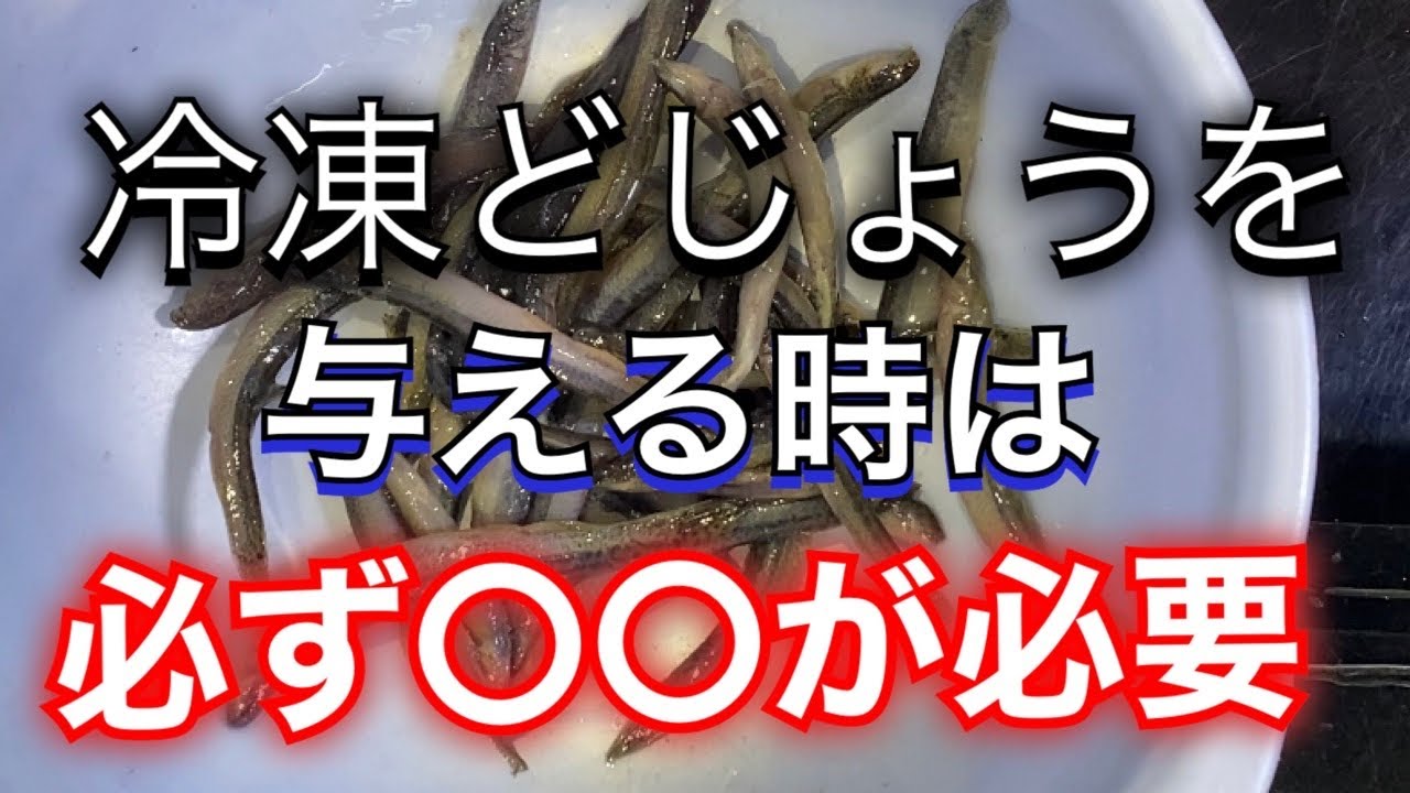 【餌やり】冷凍どじょうを与える時は必ず〇〇が必要、大型魚飼育者必見‼︎