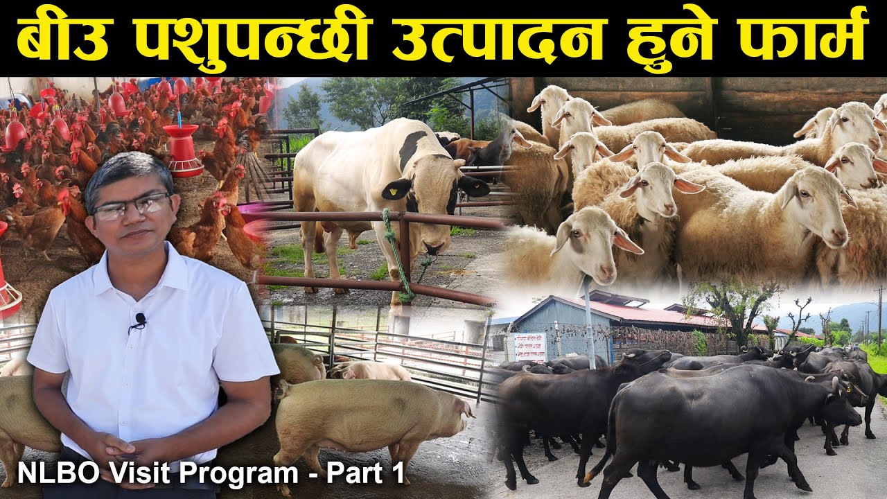 राष्ट्रिय पशु प्रजनन् कार्यालयको भ्रमणमा जे देखियो जस्ताको तस्तै | NLBO Visit Program Part 1