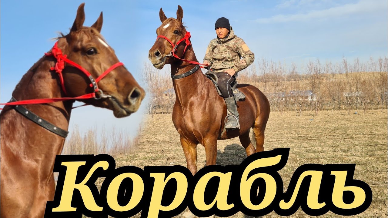 УЗУН МОЮН ЧОҢ КОРАБЛЬ🐴24 декабря 2021 г.