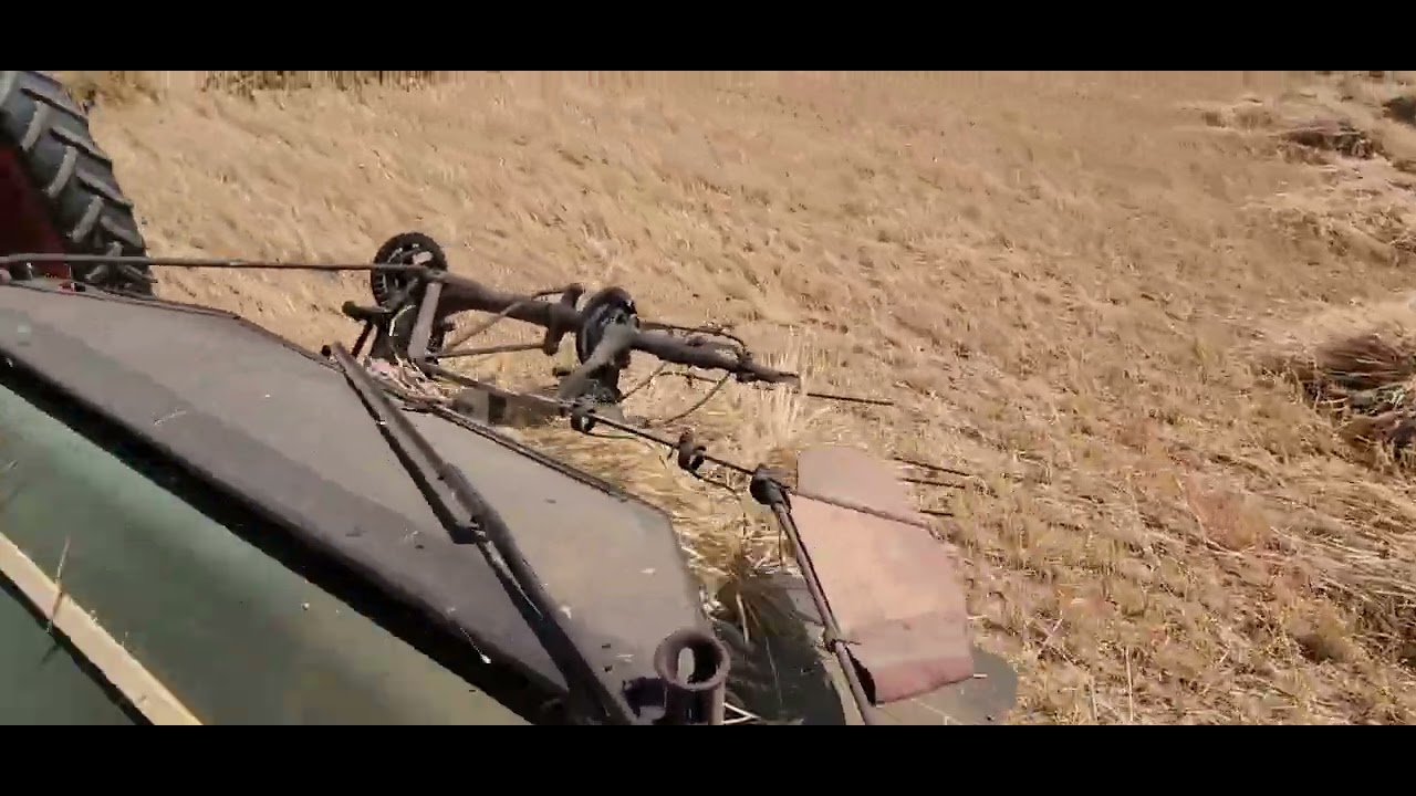 McCormick Deering Grain Binder in action. 100 years old.