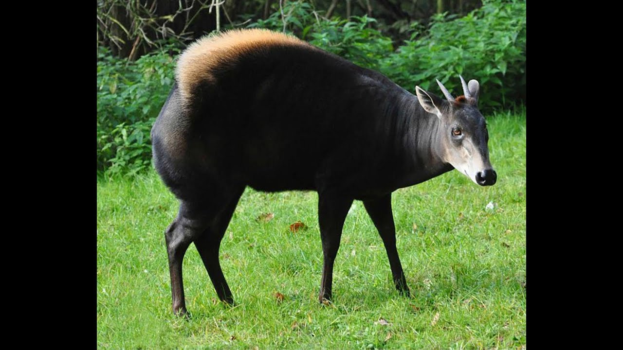 Yellow Backed Duiker, this duiker species has a Yellowish or Golden patch on its back