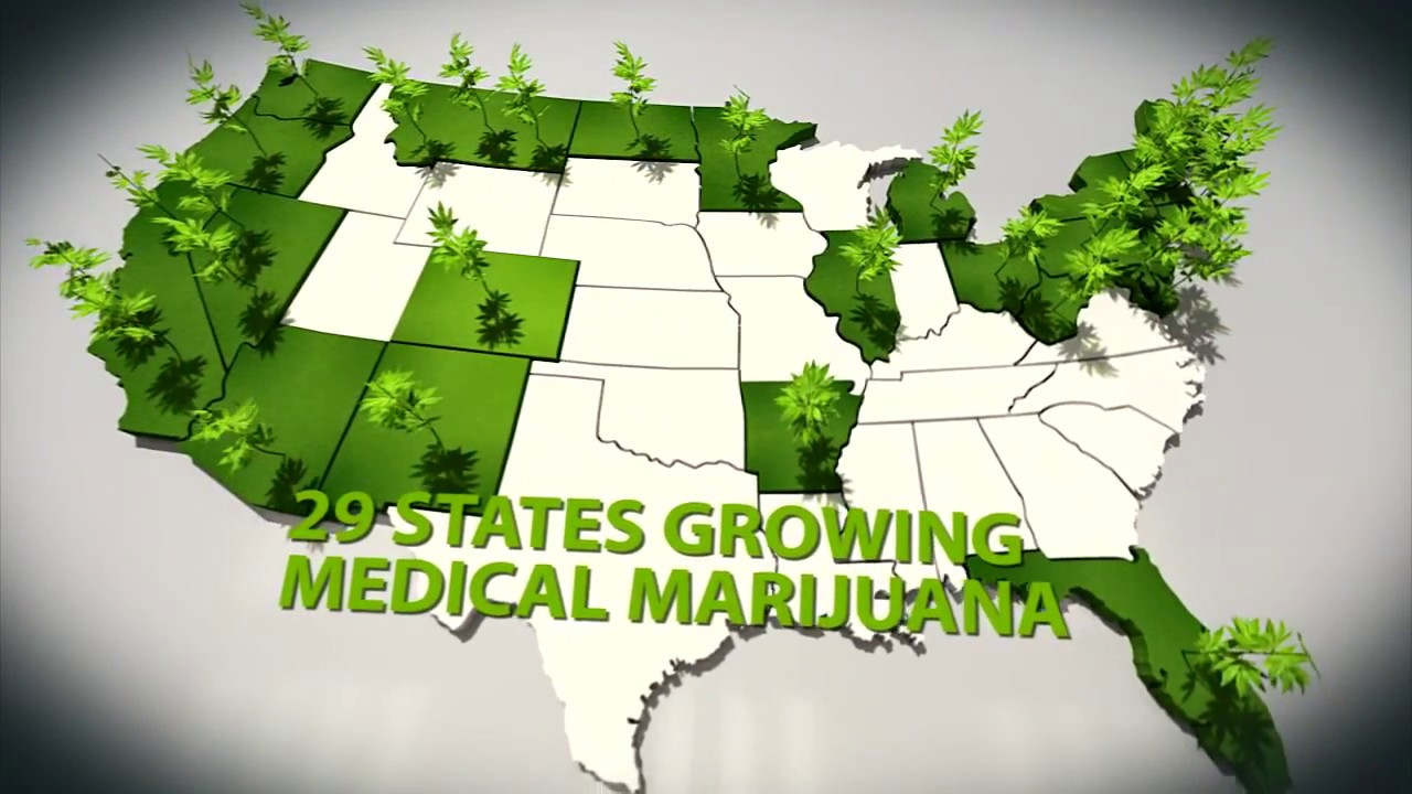 Inside Look at a Medical Marijuana Growing Operation