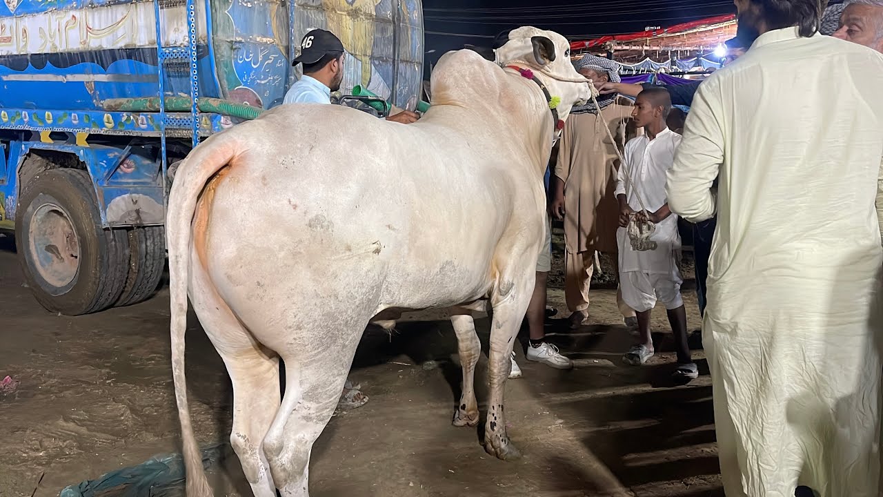 Bhatta chowk mandi 2025 update ll Rawalpindi bakra mandi ll i 12 mandi