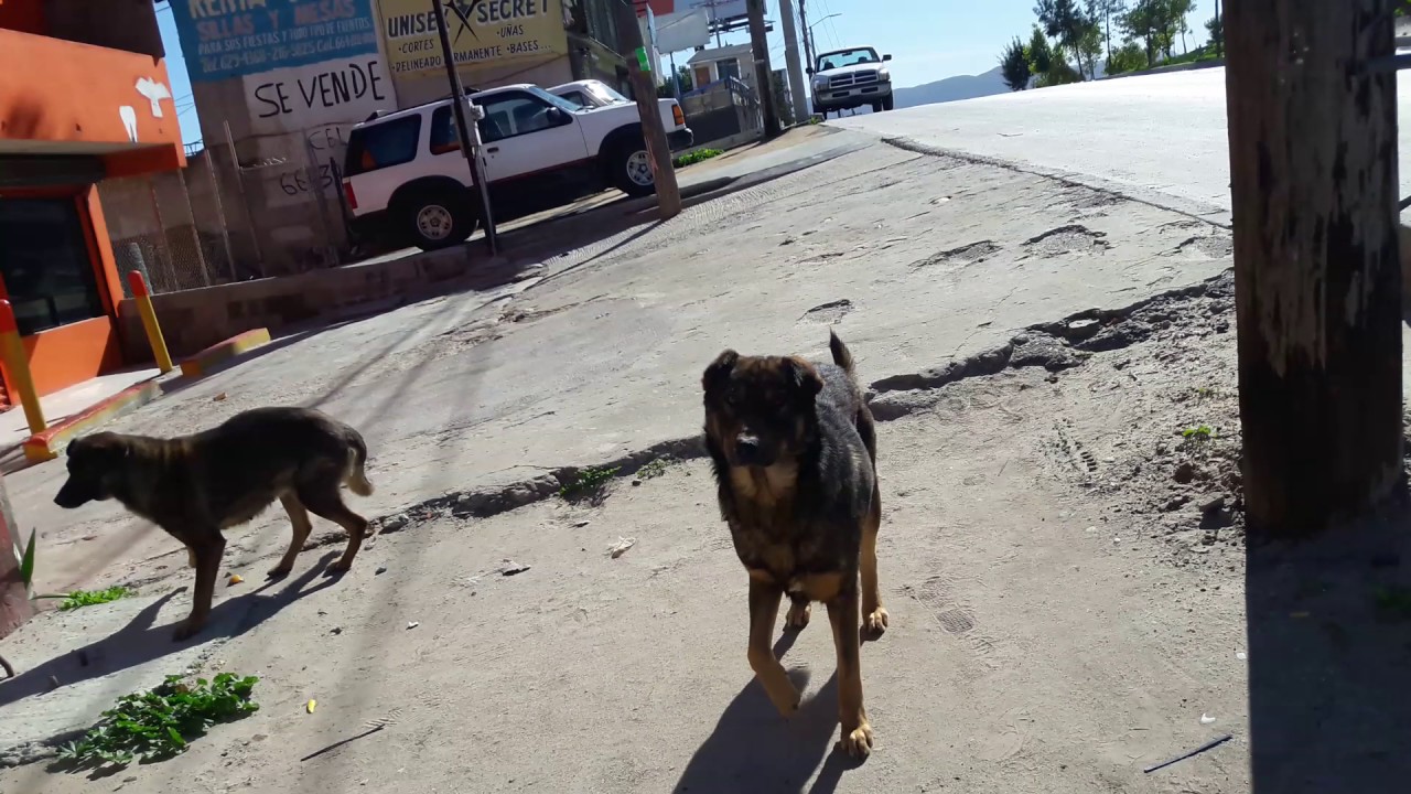 Dazer II auyentador de perros
