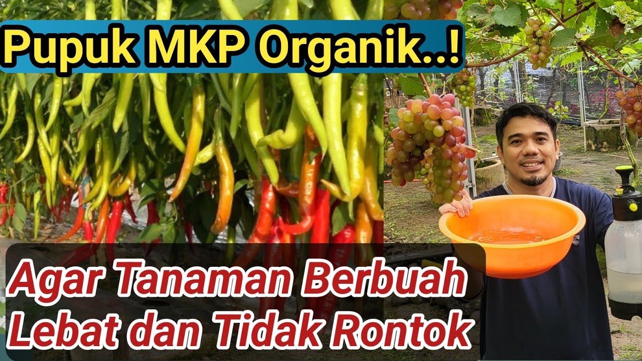 Pupuk MKP organik, Pupuk Perangsang Buah dan Bunga, Agar Tanaman Berbuah Lebat dan Tidak Rontok..!!