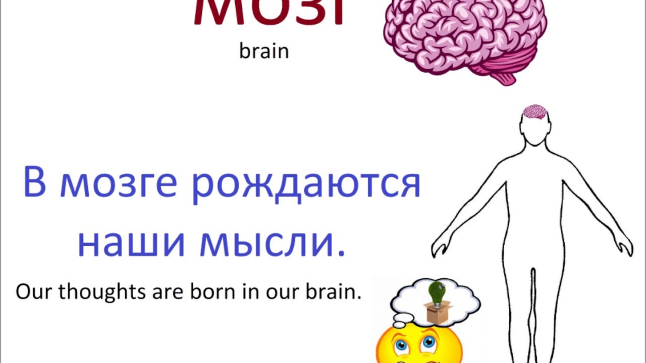 № 202   Учим русский язык: сердце, мозг, печень....как называются внутренние органы человека?