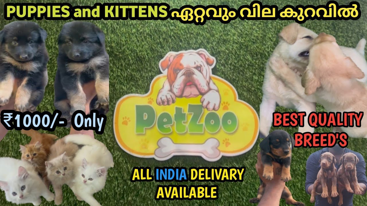 Introducing Best pet shop in Trivandrum |Quality Breed's ഏറ്റവും വില കുറവിൽ | Petzoo💖Tvm