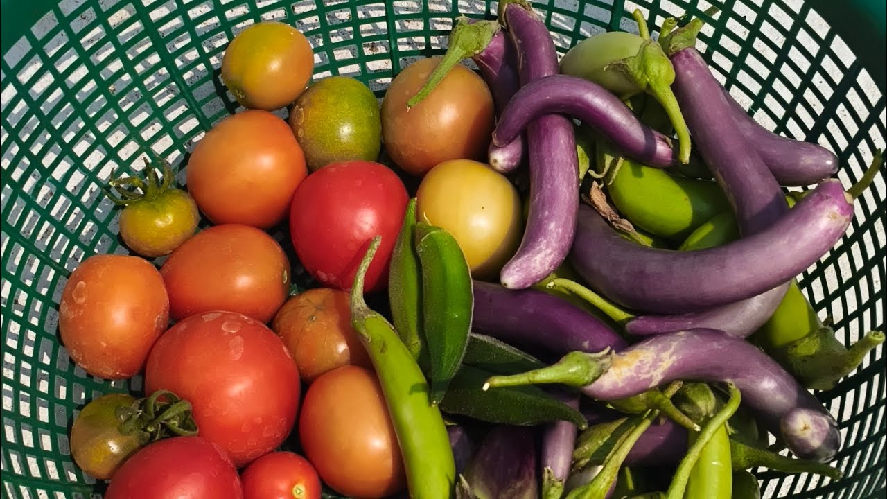 నాకు ఇష్టమైన organic కూరగాయలు harvest చేస్తున్నాను మీరు కూడా చూసేయండి  🍆🍆#intithota 