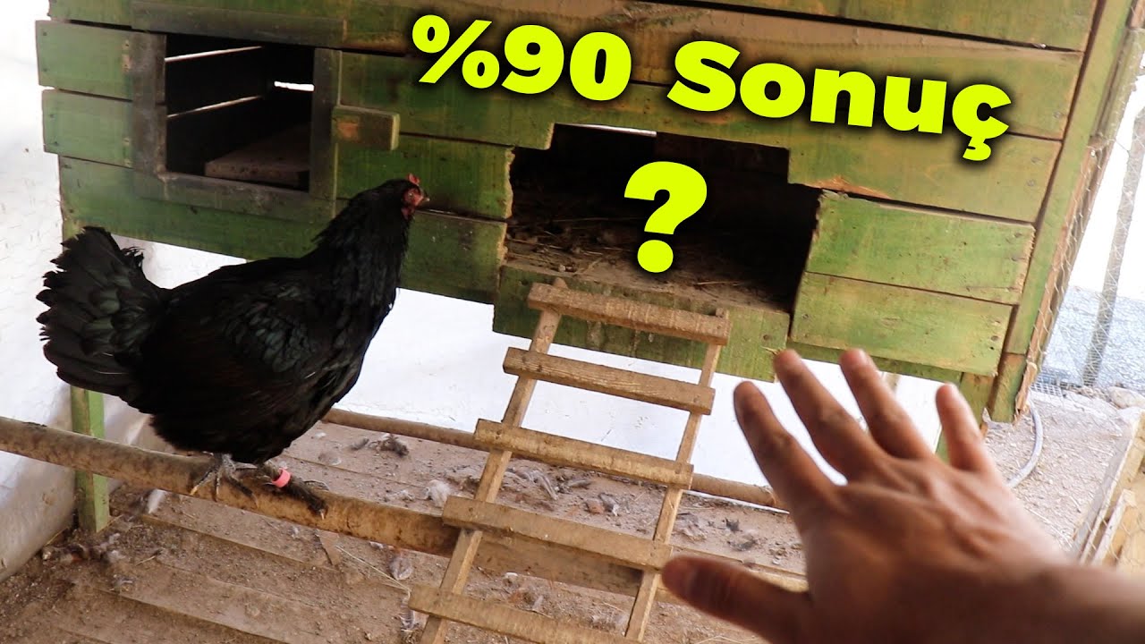 %90 Dolu, Gurk Tavuğumuzun Yumurtalarını Kontrol Ettim! Tavşanlarım ve  Bıldırcın Kümesim !